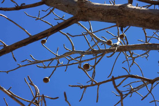 Baobab-Früchte, nur Aborigines ist es erlaubt sie vom Baum zu pflücken