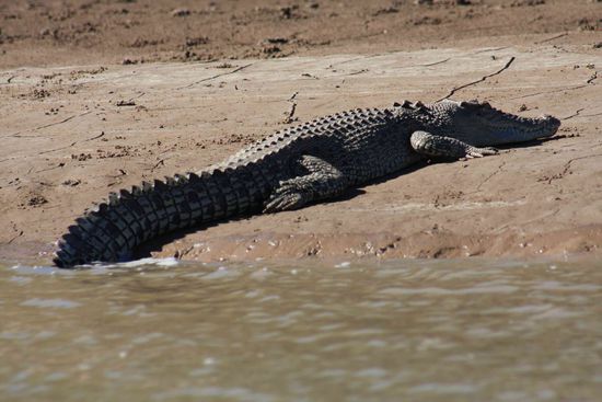 ...endlich...sie sind der Grund, warum ich etwas nervös geworden bin. Der Keep River hat eine Meeresmündung, somit der Zutritt für die Salties gewährt. Um uns herum, überall. Sind wir ans Ufer gefahren, sind die Krokos blitzschnell zurück ins Wasser und man konnte nicht sehn, wo sie sind. Das war absolut unheimlich.