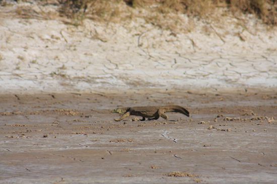 ...alter Goanna, der hat sich zum Fluss hinter getraut....