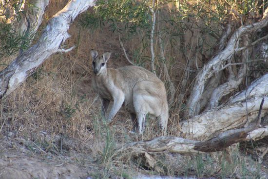 Weiß nich Kanguru oder Wallaby, irgendeins von beiden muss es sein....