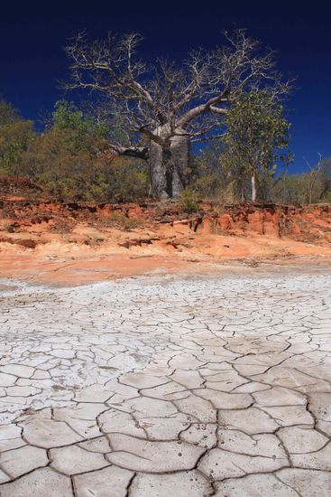 Schlamm - rote Erde -  Baobab - strahlend blauer Himmel, was gibt es Schöneres....