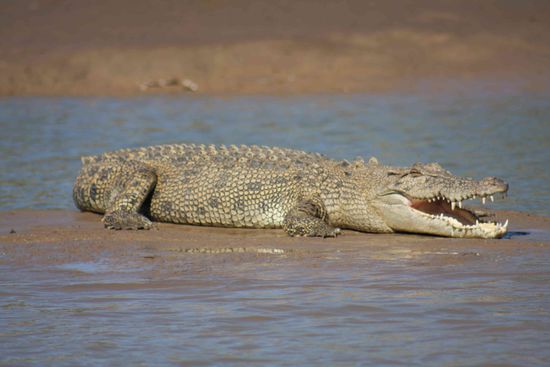 Saltwater Croc oder auch Estuarine Crocodile, absolut fantastisch diese Tier in freier Wildbahn zu erleben. Und es sollte nich das letzte Mal gewesen sein...