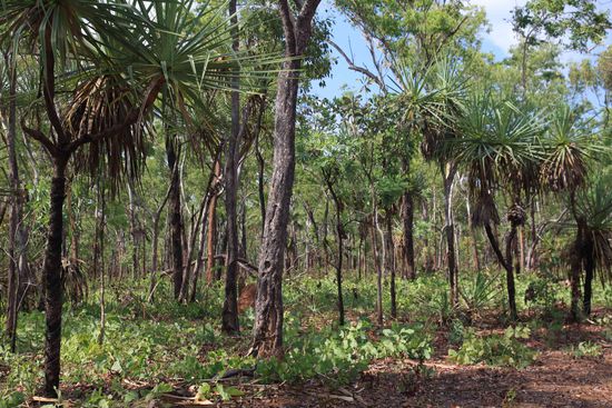 Find die Bäume schön, so als paar Stengel im Busch