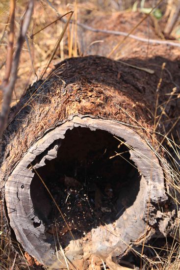 Das Werk von Termiten