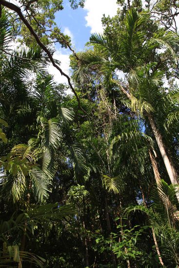 Aber der Busch übig und grün