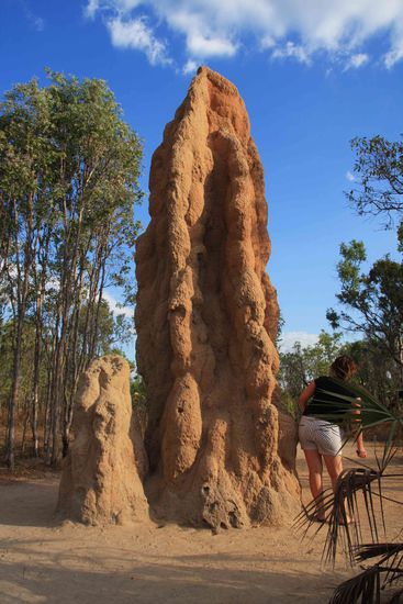 Einer der größten Termiten-Hügel, den wir hier gesehn haben.
