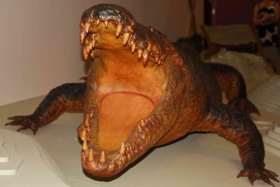 Man hat sie dem Darwin Museum zur Verfügung gestellt, wo man die Schönheit auch heute noch bewundern kann.