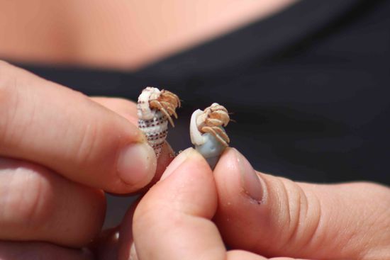 Alles wird inspiziert...bei der Größe brauch man ja auch keine Angst zu haben, das man gezwickt wird.