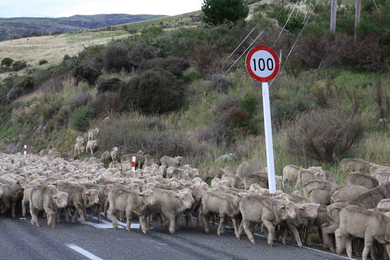 Wie wären fast in eine Schafsherde gerauscht...