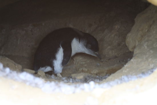 Die kleinen Blue Penguins in Oamaru...