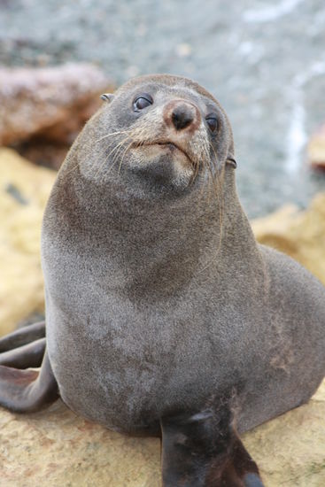 ...die guckn alle so niedlich 