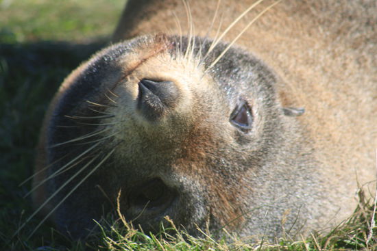 Niedlich sind die, aber wenn man sie bei ihrem Mittagsschläfchen stört und ihnen zu nahe kommt...am Shag Point (Ostküste)