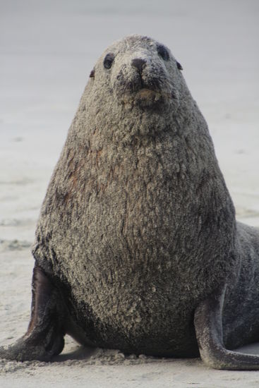 Sorry, ich glaub das letzte Bild war bisl seitenverkehrt  ...der war wirklich ziemlich groß (Sea Lion)