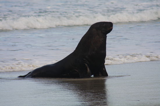 ...da kam er grad ausm Wasser gewatschelt