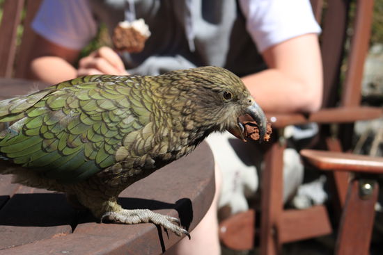 Ein Kea (Bergpapagei, den gibt´s nur hier). Und dieses diebische Exemplar sowieso, der hat nämlich nur noch ein Bein und konnte nich mehr fliegen 