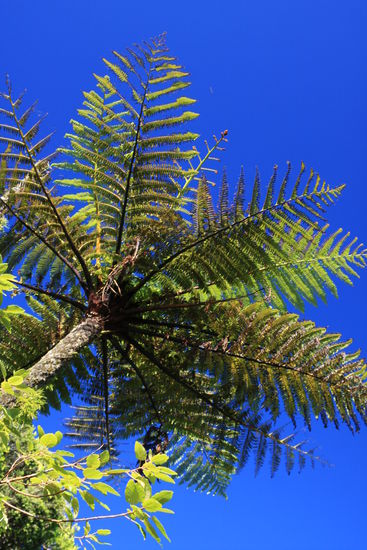 Neuseeland´s Nationalpflanze: der Silver Farn...manchmal baumhoch