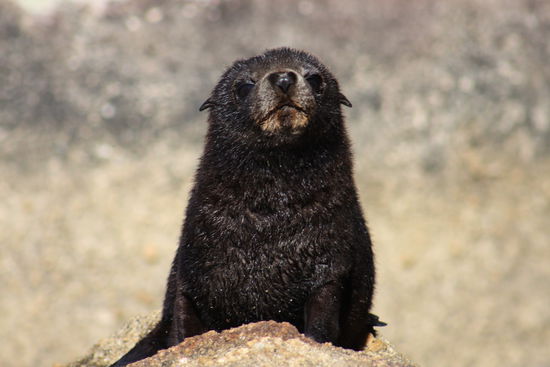 ...und total süße Baby-Fellrobben beobachten konnten.