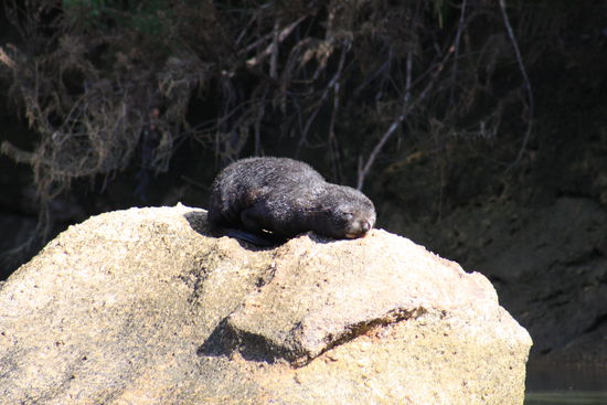 ...die haben es gut...