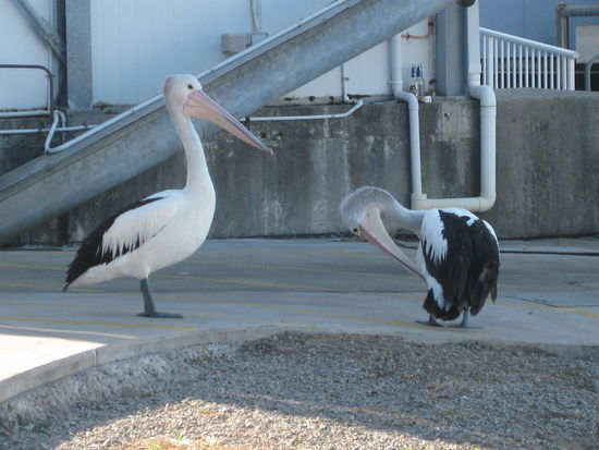 nicht Angst aber Respekt!