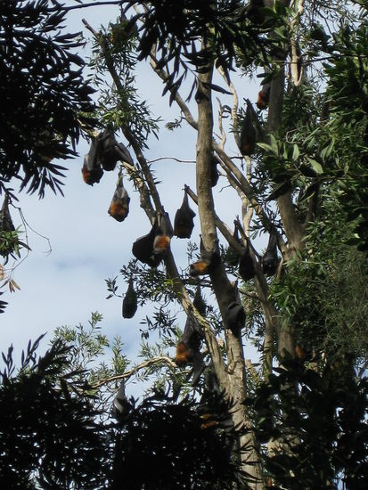 Flughunde bei der Siesta!
