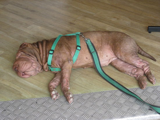 David hat auch schon ein paar Falten bekommen