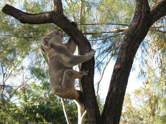 So suess und so weich und so suess...