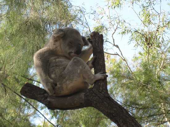Na Kleiner, haben wir Laeuse?