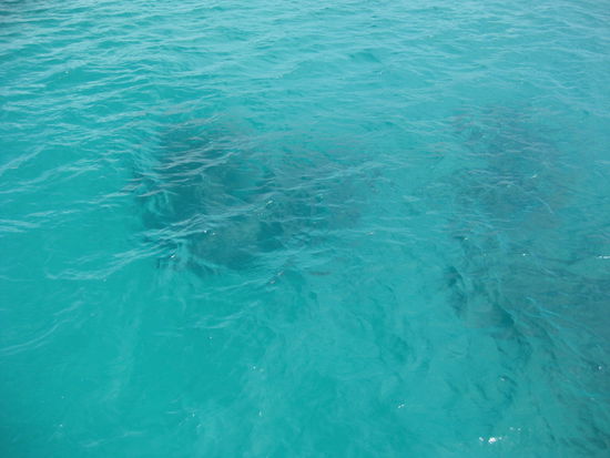 Davids Schnorchelgrund