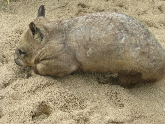 Wombat! So suess und so weich und so suess!