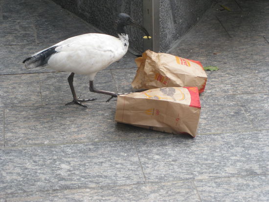 Ingo beim Mc. Donalds