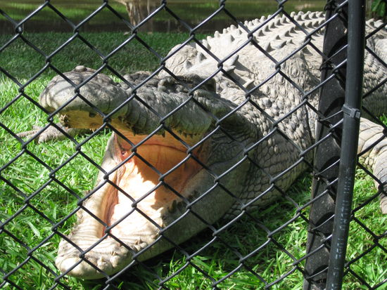 Odol soll ja helfen!