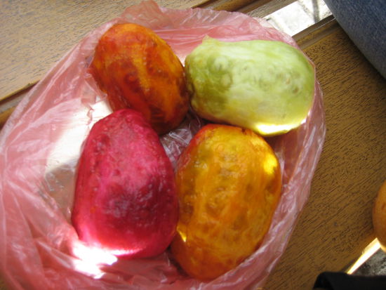 Unsere Lieblingsfruechte Tunas (Kaktusfeigen), gibt es in verschiedenen krassen Farben