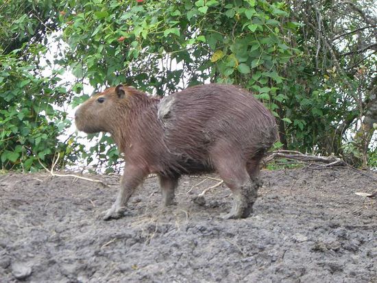 Capibara - das groesste Nagetier der Welt