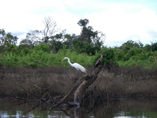 Reiher oder so (und rechts davon gut getarnt eine Art Kormoran)
