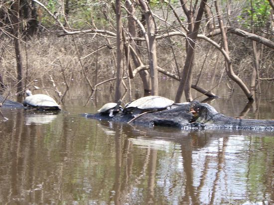 Schildkroeten entspannen in der Sonne