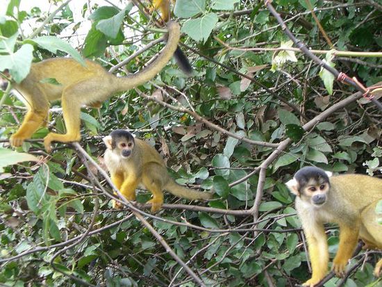 Squirrelmonkeys... sind soo suess