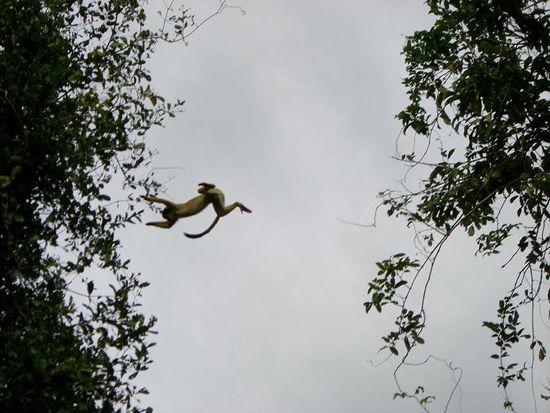 fliegender Squirrelmonkey