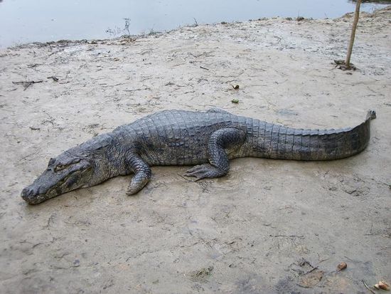 und unser "Haustier"