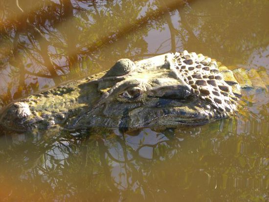 spotting Caimans' Eyes