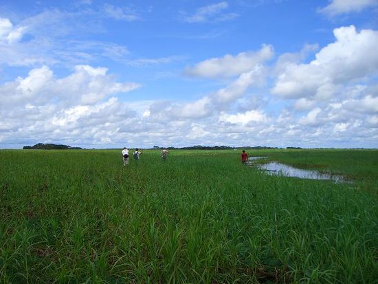 auf der Suche nach Anacondas