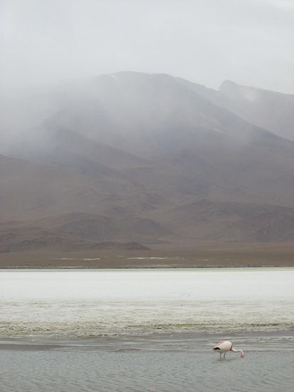 Flamingo in einer Lagune