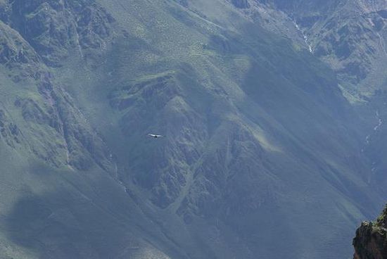 Ein Kondor - der groesste Flugvogel der Welt