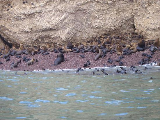Seeloewenbabys lassen sich an den Strand spuelen, die Alten schauen zu
