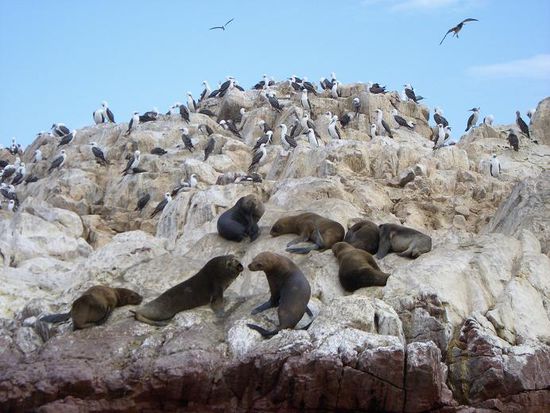 Seeloewen und Voegel