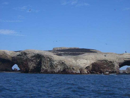 alles voller Voegel (das ganze Schwarze!)