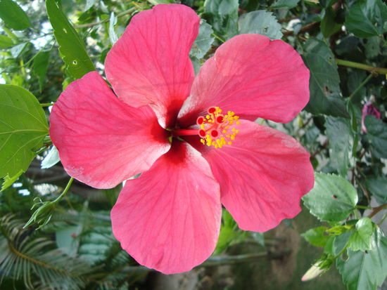 Noch ein schönes Blömche