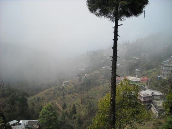 Berghang mit Teeplantagen (im Nebel)