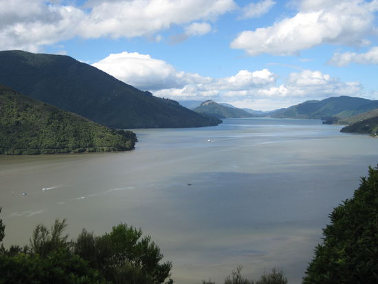 Fjordlandschft in den Marlborough Sounds