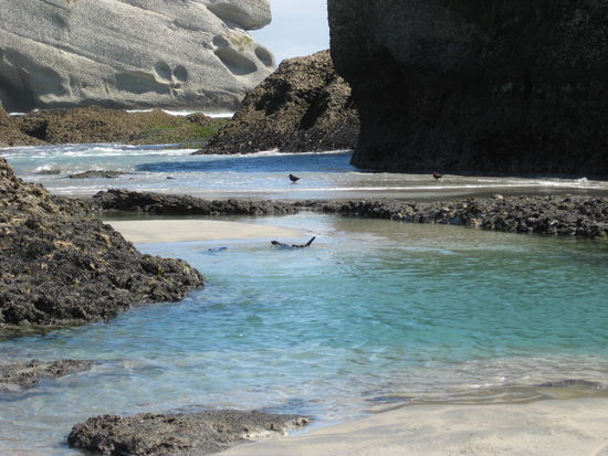 Kindergarten der Seehundebabys