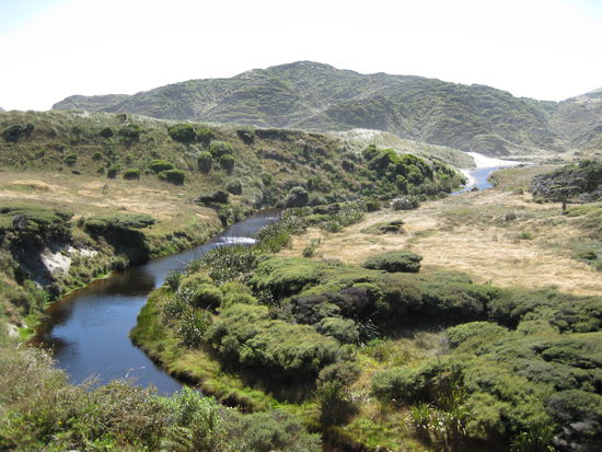 Bewachsene Sandduenen vorm Wharariki Beach